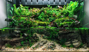 Fatima - Aqua Plants Hub