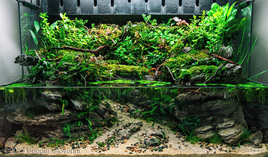 Fatima - Aqua Plants Hub