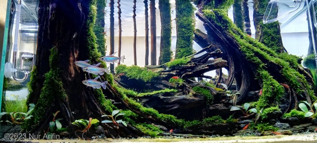 Kali Awar Awar - Aqua Plants Hub