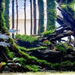 Kali Awar Awar - Aqua Plants Hub