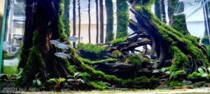 Kali Awar Awar - Aqua Plants Hub