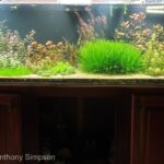 Serenity - Serenity (AGA 2023 #358) - Aqua Plants Hub