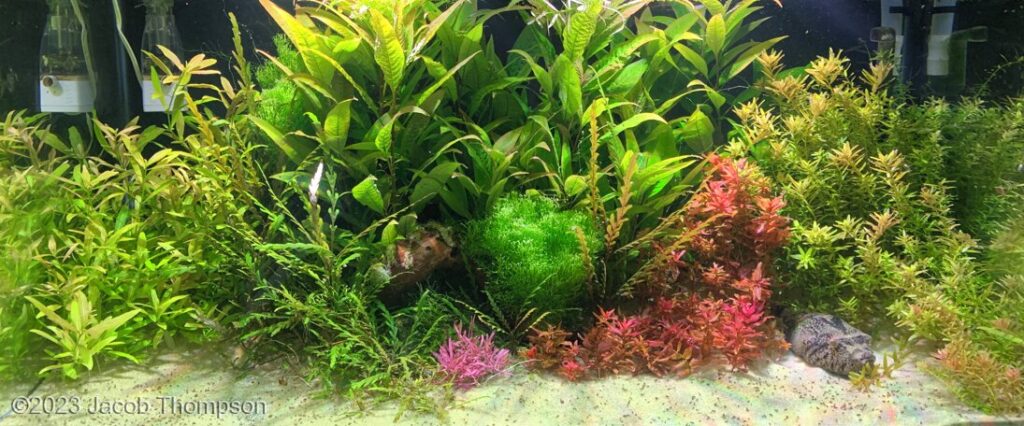 A pufferfish’s paradise - Aqua Plants Hub