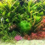 A pufferfish’s paradise - Aqua Plants Hub