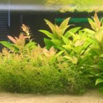 And island of plants and pufferfish in the sand - Aqua Plants Hub
