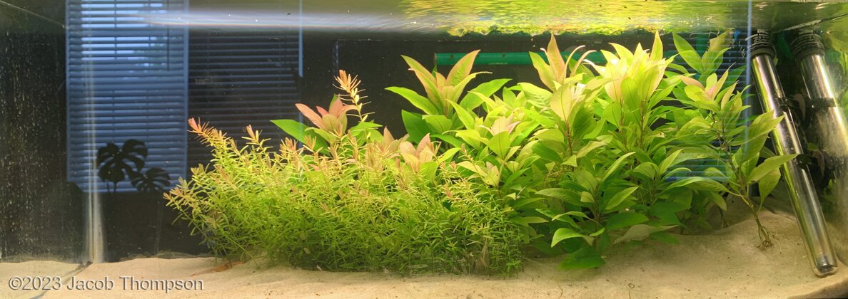And island of plants and pufferfish in the sand - Aqua Plants Hub