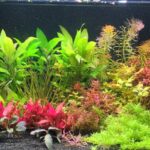 Rainbow shiners and a rainbow of plant colors - Aqua Plants Hub
