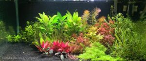 Rainbow shiners and a rainbow of plant colors - Aqua Plants Hub