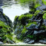 The Rift - Aqua Plants Hub