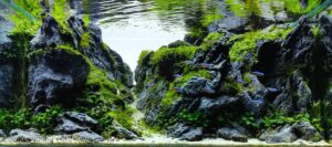 The Rift - Aqua Plants Hub