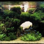 The grotto - Aqua Plants Hub