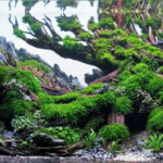 Shade Tree - Aqua Plants Hub