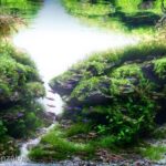 Misty Coast - Aqua Plants Hub