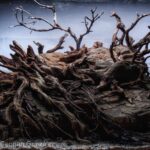 A rest on the river - Aqua Plants Hub