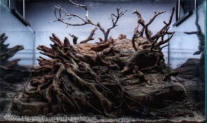 A rest on the river - Aqua Plants Hub