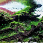 Flow of Nature - Flow of Nature (AGA 2023 #370) - Aqua Plants Hub