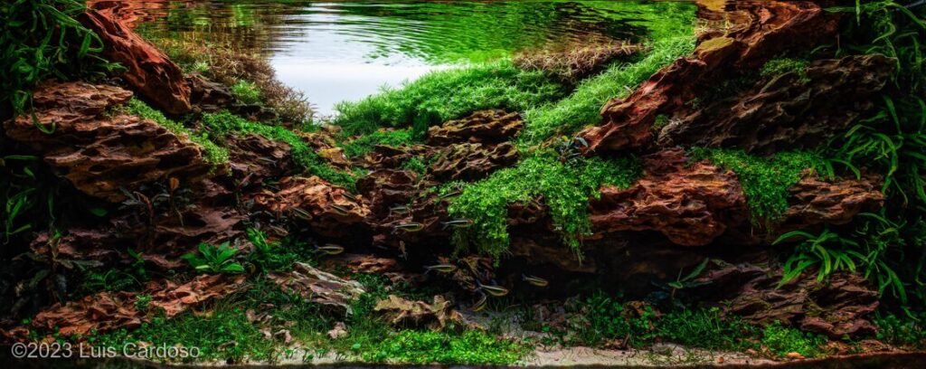 Dragon Valley - Aqua Plants Hub