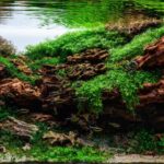 Dragon Valley - Aqua Plants Hub