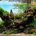 Simplicity - Aqua Plants Hub
