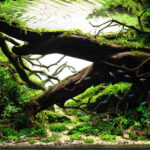 Tenacity: A lesser tree might have fallen - Aqua Plants Hub