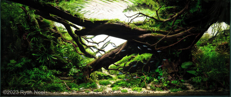 Tenacity: A lesser tree might have fallen