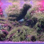 Chaos - Aqua Plants Hub