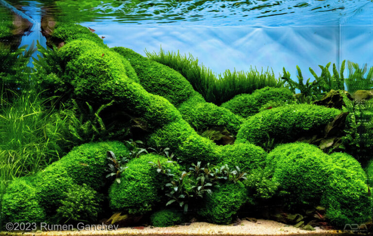 Ireland Dream