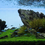 Valhalla - Aqua Plants Hub