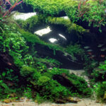 El Portitxol - Aqua Plants Hub