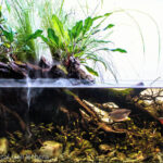 Kalimantan Barat - Aqua Plants Hub