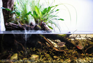 Kalimantan Barat - Aqua Plants Hub