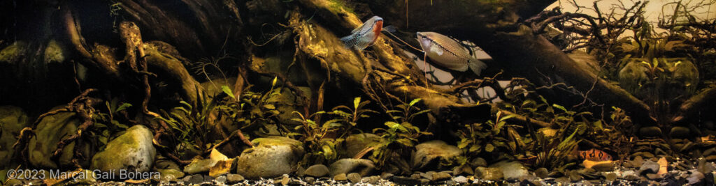Tributary to Kapuas - Aqua Plants Hub
