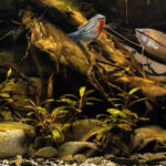 Tributary to Kapuas - Aqua Plants Hub