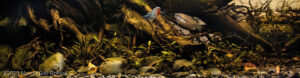 Tributary to Kapuas - Aqua Plants Hub