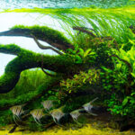 Nature Paradise - Aqua Plants Hub