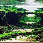 AGA 2023 Layout 385 - Aqua Plants Hub