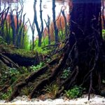 alas cawang - Aqua Plants Hub