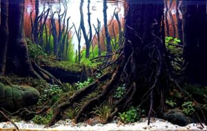 alas cawang - Aqua Plants Hub