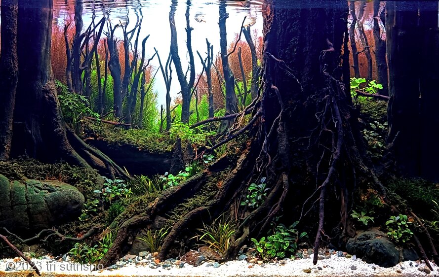 alas cawang - Aqua Plants Hub