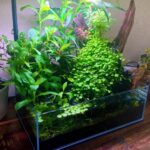 Home Bog - Aqua Plants Hub