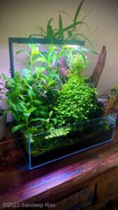 Home Bog - Aqua Plants Hub