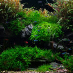 Gideon's Cave - Gideon’s Cave - Aqua Plants Hub