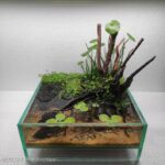 Kalem - Aqua Plants Hub