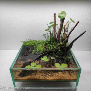 Kalem - Aqua Plants Hub
