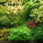 Kebon - Aqua Plants Hub