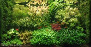 Kebon - Aqua Plants Hub