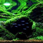 Evergreen Valley - Aqua Plants Hub