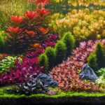 Butchart Garden - Aqua Plants Hub