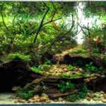 Riverrun - Aqua Plants Hub