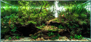 Riverrun - Aqua Plants Hub